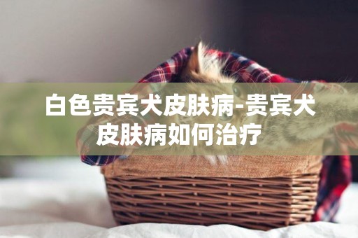 白色貴賓犬皮膚病-貴賓犬皮膚病如何治療