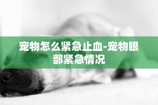 寵物怎么緊急止血-寵物眼部緊急情況