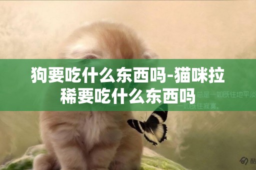 狗要吃什么東西嗎-貓咪拉稀要吃什么東西嗎