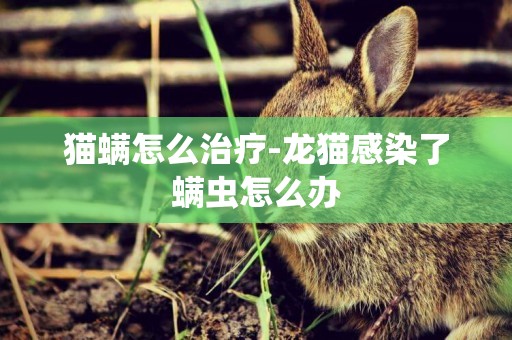 貓螨怎么治療-龍貓感染了螨蟲怎么辦