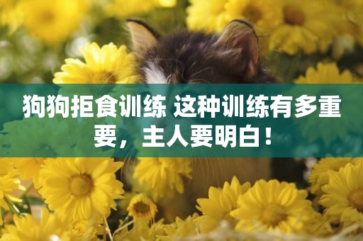 狗狗拒食訓練 這種訓練有多重要，主人要明白！