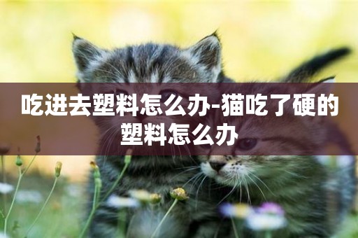 吃進去塑料怎么辦-貓吃了硬的塑料怎么辦