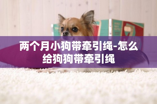 兩個月小狗帶牽引繩-怎么給狗狗帶牽引繩