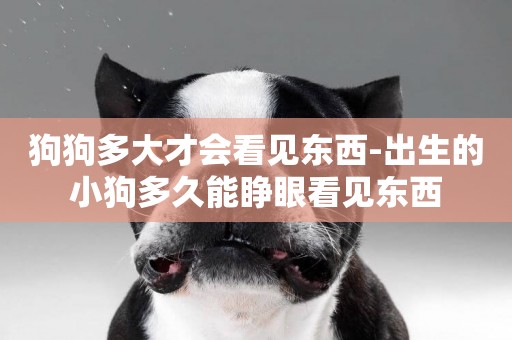 狗狗多大才會看見東西-出生的小狗多久能睜眼看見東西
