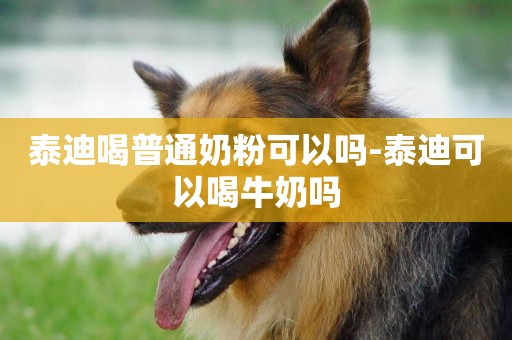 泰迪喝普通奶粉可以嗎-泰迪可以喝牛奶嗎