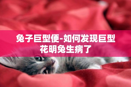 兔子巨型便-如何發現巨型花明兔生病了