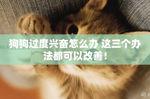 狗狗過度興奮怎么辦 這三個辦法都可以改善! 狗狗過度興奮怎么辦 這三個辦法都可以改善!