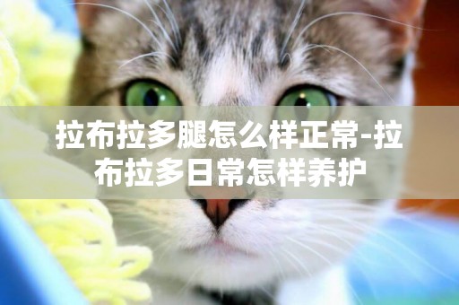 拉布拉多腿怎么樣正常-拉布拉多日常怎樣養護