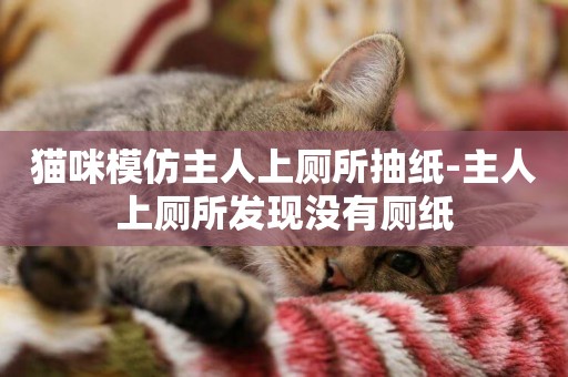 貓咪模仿主人上廁所抽紙-主人上廁所發現沒有廁紙