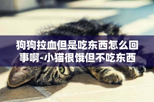 狗狗拉血但是吃東西怎么回事啊-小貓很餓但不吃東西是怎么回事啊