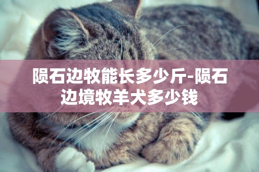 隕石邊牧能長多少斤-隕石邊境牧羊犬多少錢