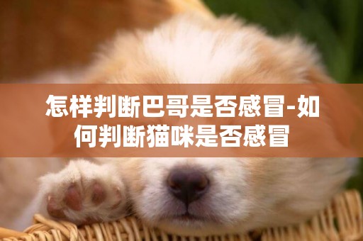 怎樣判斷巴哥是否感冒-如何判斷貓咪是否感冒