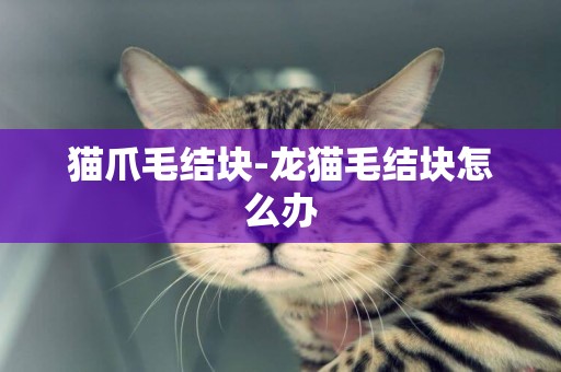 貓爪毛結塊-龍貓毛結塊怎么辦