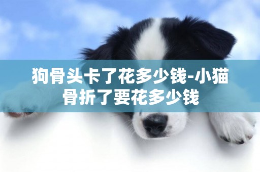 狗骨頭卡了花多少錢-小貓骨折了要花多少錢