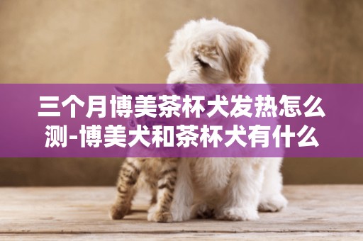 三個月博美茶杯犬發熱怎么測-博美犬和茶杯犬有什么不同