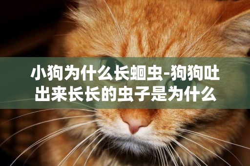 小狗為什么長蛔蟲-狗狗吐出來長長的蟲子是為什么