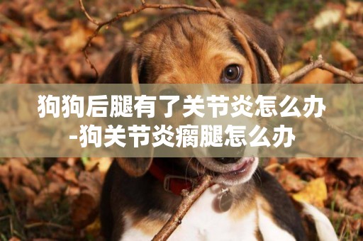 狗狗后腿有了關節炎怎么辦-狗關節炎瘸腿怎么辦
