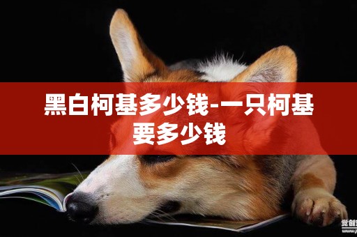 黑白柯基多少錢-一只柯基要多少錢