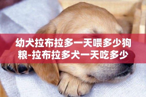 幼犬拉布拉多一天喂多少狗糧-拉布拉多犬一天吃多少狗糧