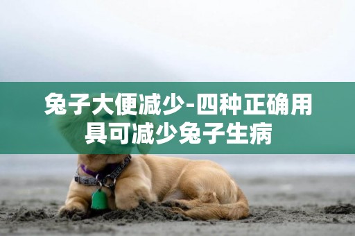 兔子大便減少-四種正確用具可減少兔子生病