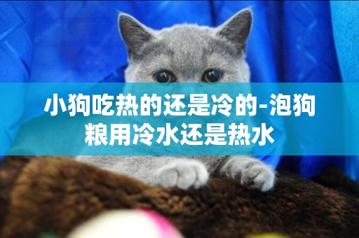 小狗吃熱的還是冷的-泡狗糧用冷水還是熱水
