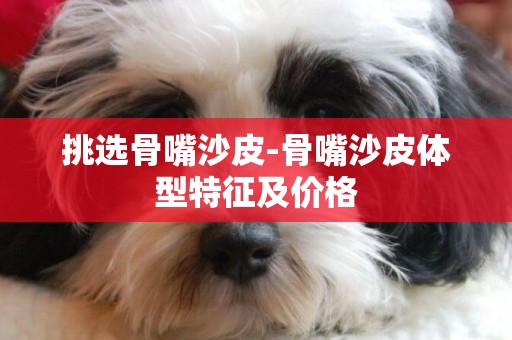 挑選骨嘴沙皮-骨嘴沙皮體型特征及價格
