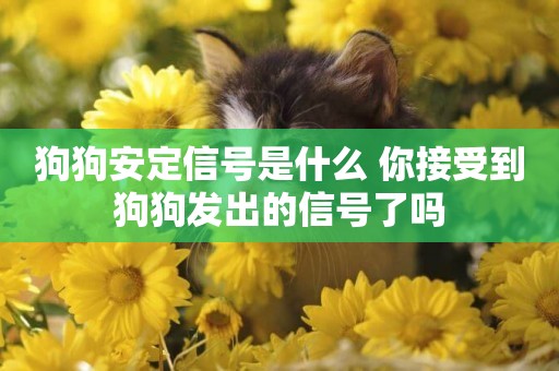 狗狗安定信號是什么 你接受到狗狗發出的信號了嗎