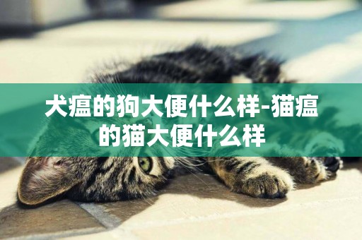 犬瘟的狗大便什么樣-貓瘟的貓大便什么樣