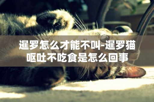 暹羅怎么才能不叫-暹羅貓嘔吐不吃食是怎么回事