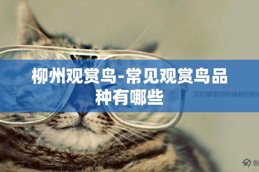 柳州觀賞鳥-常見觀賞鳥品種有哪些