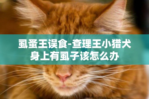 虱蚤王誤食-查理王小獵犬身上有虱子該怎么辦