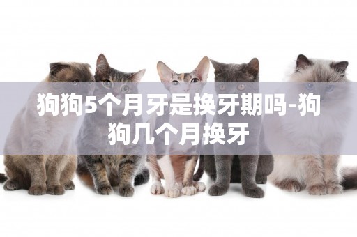 狗狗5個月牙是換牙期嗎-狗狗幾個月換牙