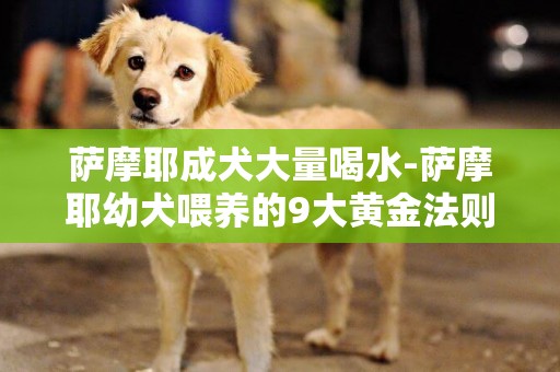 薩摩耶成犬大量喝水-薩摩耶幼犬喂養的9大黃金法則