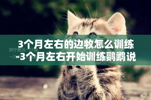 3個月左右的邊牧怎么訓練-3個月左右開始訓練鸚鵡說話
