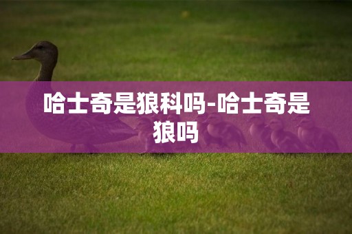 哈士奇是狼科嗎-哈士奇是狼嗎