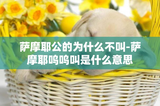 薩摩耶公的為什么不叫-薩摩耶嗚嗚叫是什么意思