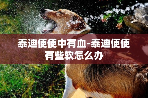 泰迪便便中有血-泰迪便便有些軟怎么辦