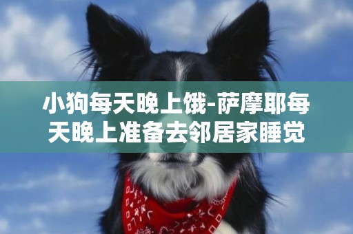 小狗每天晚上餓-薩摩耶每天晚上準備去鄰居家睡覺