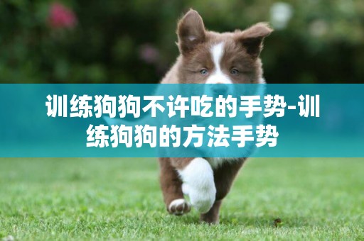 訓練狗狗不許吃的手勢-訓練狗狗的方法手勢