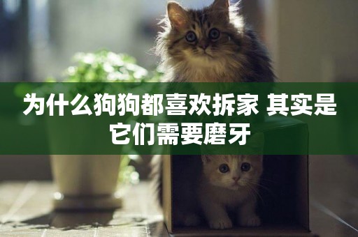 為什么狗狗都喜歡拆家 其實是它們需要磨牙 為什么狗狗都喜歡拆家 其實是它們需要磨牙