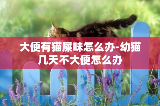 大便有貓屎味怎么辦-幼貓幾天不大便怎么辦
