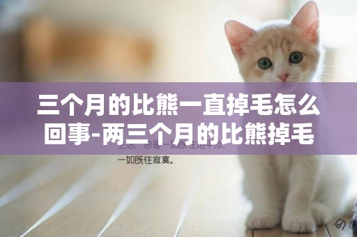 三個月的比熊一直掉毛怎么回事-兩三個月的比熊掉毛