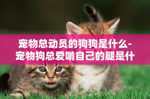 寵物總動員的狗狗是什么-寵物狗總愛啃自己的腿是什么原因