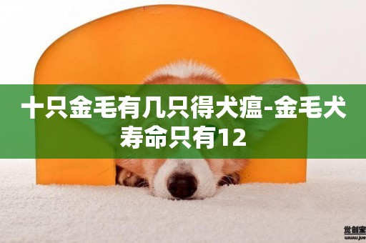 十只金毛有幾只得犬瘟-金毛犬壽命只有12