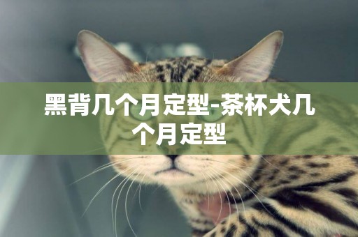 黑背幾個月定型-茶杯犬幾個月定型