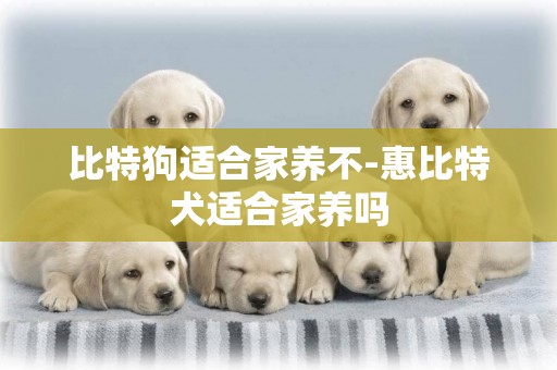 比特狗適合家養不-惠比特犬適合家養嗎