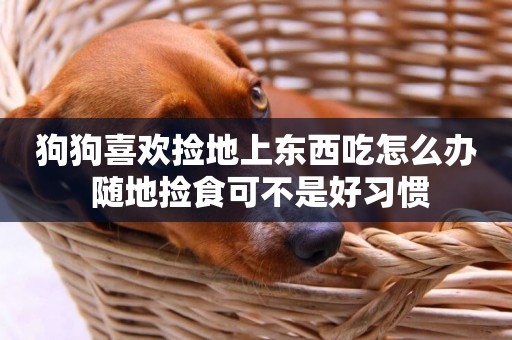 狗狗喜歡撿地上東西吃怎么辦 隨地撿食可不是好習慣