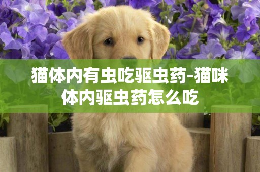 貓體內有蟲吃驅蟲藥-貓咪體內驅蟲藥怎么吃