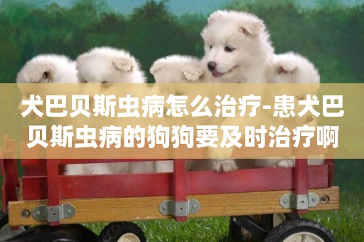 犬巴貝斯蟲病怎么治療-患犬巴貝斯蟲病的狗狗要及時治療啊