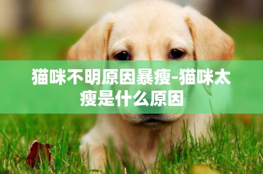 貓咪不明原因暴瘦-貓咪太瘦是什么原因